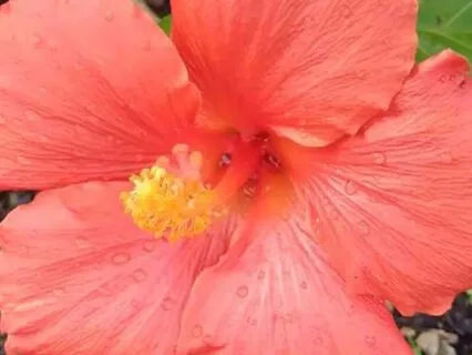 I Am Perfectly Healthy - Health Regeneration Meditation