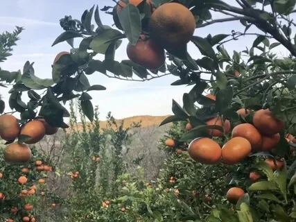 Health Affirmations (Whispered) 