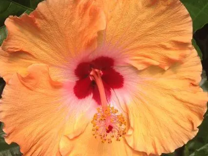 Health Affirmations Meditation With Reiki Energy