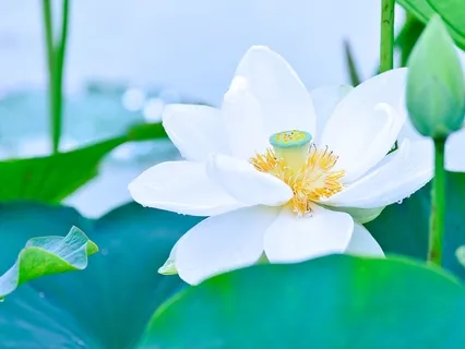 Health & Wellness Meditation