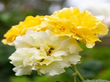 Health Anxiety Meditation