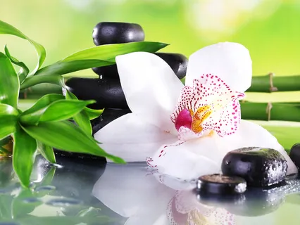 Healthy & Whole | Unlock Your Body’s Natural Defenses & Heal