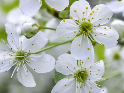 Health Anxiety Meditation