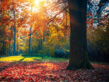 Медитация «Здоровая Cпина» Hа Pусском языке