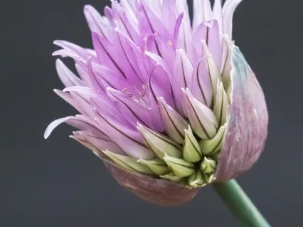 Healthy Body Meditation #2