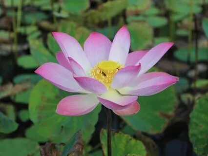 Healthy Boundaries – Align With Your Needs