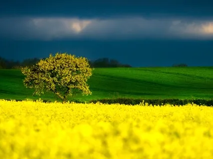 Healthy Brain, Happy Brain