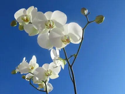 Healthy Love For Myself