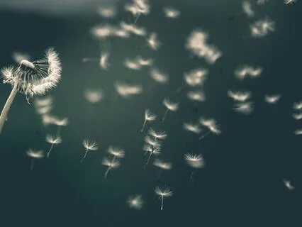 Healthy Weight Loss - Your Path To Ease And Balance