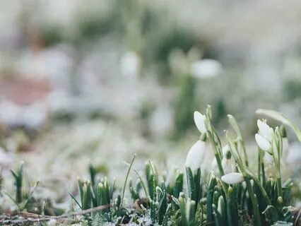 Hear The Earth’s Wisdom