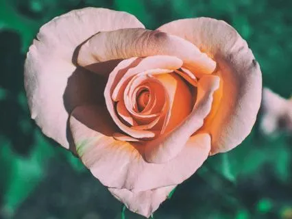 Hear Your Heart- A Moment To Listen To The Wisdom Within