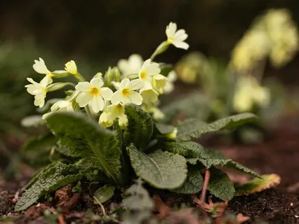 Hearing The Stars Sing - February 21