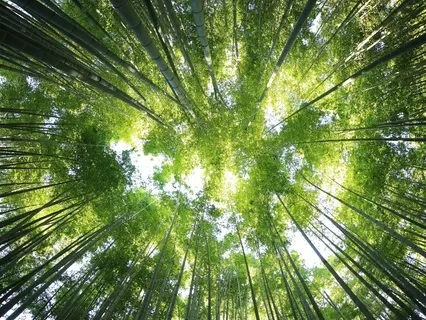 Hearing The True Voice: Inner Wisdom Vs Fear