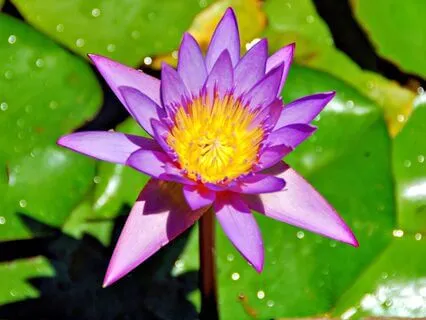 Heart And Mind In Harmony