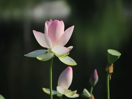 Heart & Womb Blessing Meditation