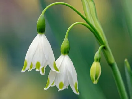 Heart Attunement Yoga Nidra (20 Min)