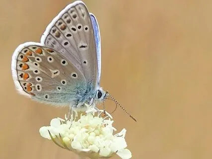 Heart Awareness & Greater Calling Meditation