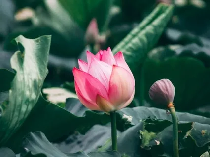 Heart Blossoming Practice