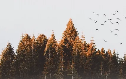 Heart Brain Coherence (197Hz + 1000Hz) - Healing Music