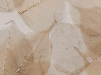 Heart Brain Coherence Meditation