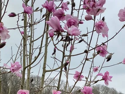 Heart Brain Coherence Meditation