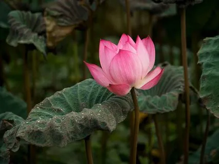 Heart-Brain Harmony For Deep Work