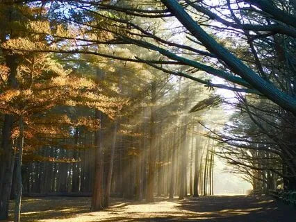 Heart​-​Brain Harmony: Heart​-​Brain Coherence (0.1Hz)