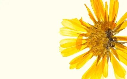 Heart Breath Grounding