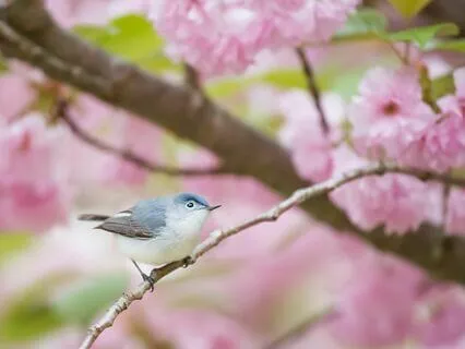 Heart Cares For Itself