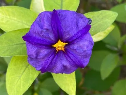 Heart Center Yoga Nidra