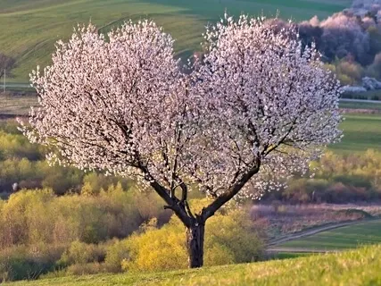 Heart Centered Body Scan