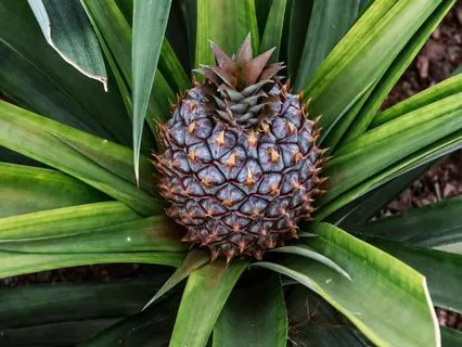 Heart-Centered Calm: Meditation Music For Emotional Ease