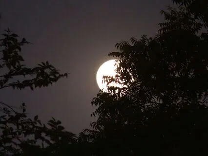 Heart-Centered Evening Meditation For Self-Love