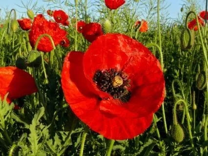 Heart-Centered Gratitude