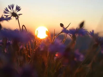 Heart Centered Grounding Meditation