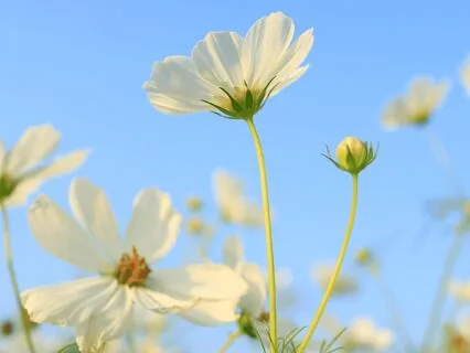 Heart-Centered Meditation: A Return To Love From Within