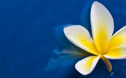 Heart-Centered Meditation Experience