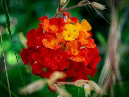 Heart-Centered Meditation From Consciousness Triangulation