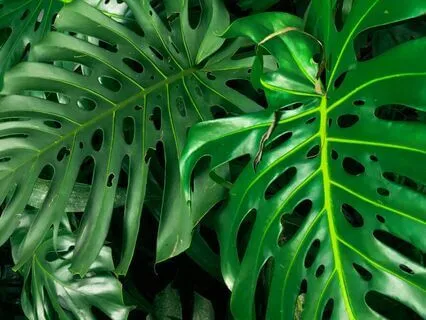 Heart-Centered Meditation + Guided Box Breathing