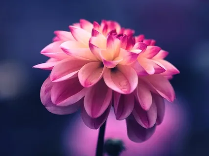 Heart Centered Meditation On The Oneness Of All Beings