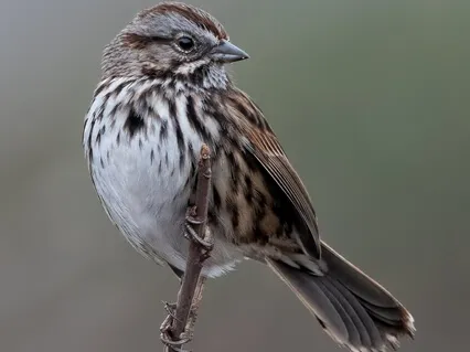 Heart Centered Yoga Nidra