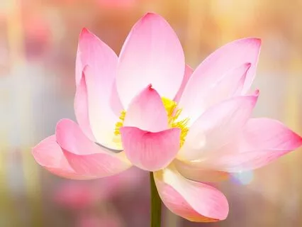 Heart Centred Breathing Meditation To Live On Purpose