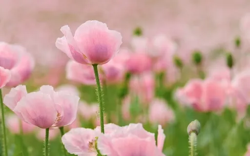 Heart-Centred Gratitude