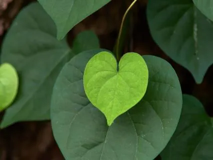 Heart-Centred Meditation For Self-Compassion