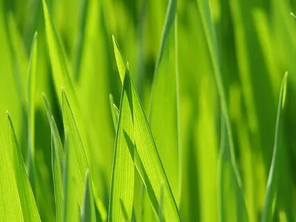 Heart Chakra 639 HZ: Relaxation Music