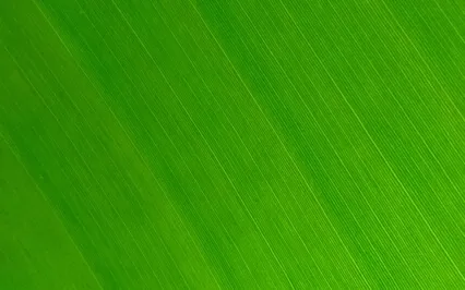 Heart Chakra Activation