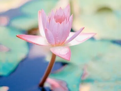 Heart Chakra Activation: Cleanse, Balance, Heal