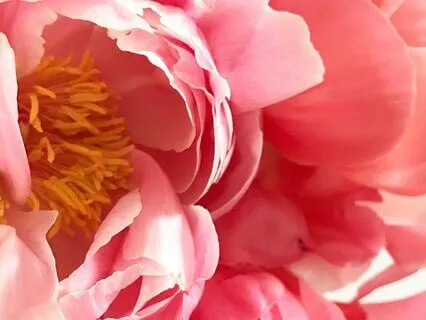 Heart Chakra Affirmations 639Hz