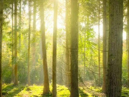 Heart Chakra Affirmations (No Intro)