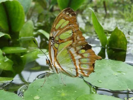 Heart Chakra Affirmations